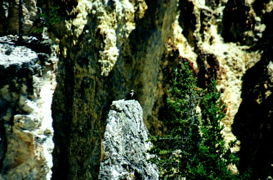 Osprey 1