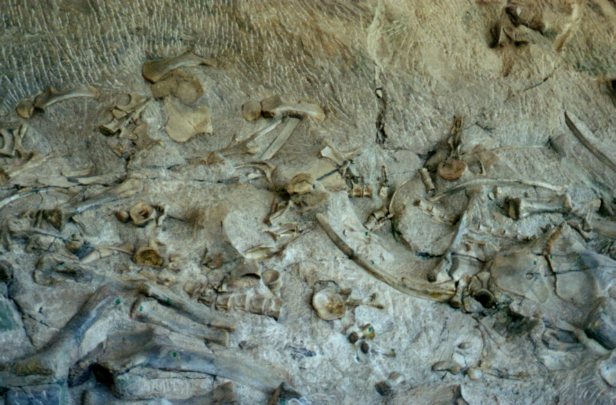 Dinosaur National Monument 5