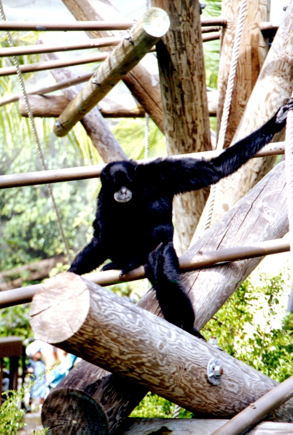 San Diego Zoo 2