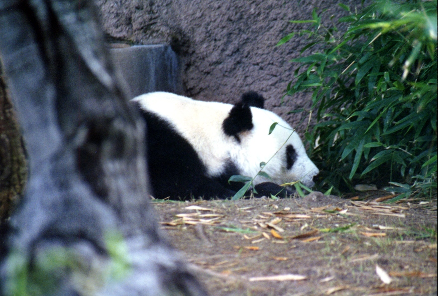 San Diego Zoo 19