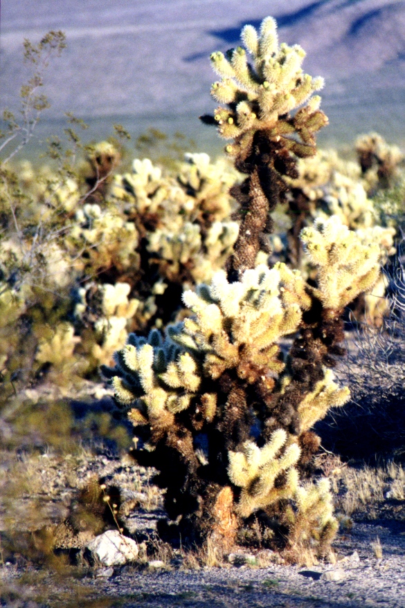 Joshua Tree 5