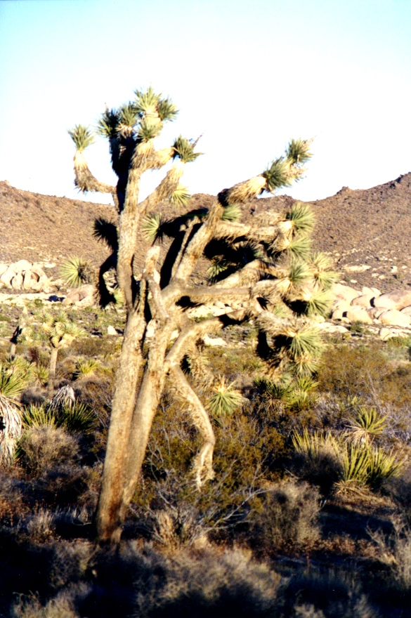 Joshua Tree 6
