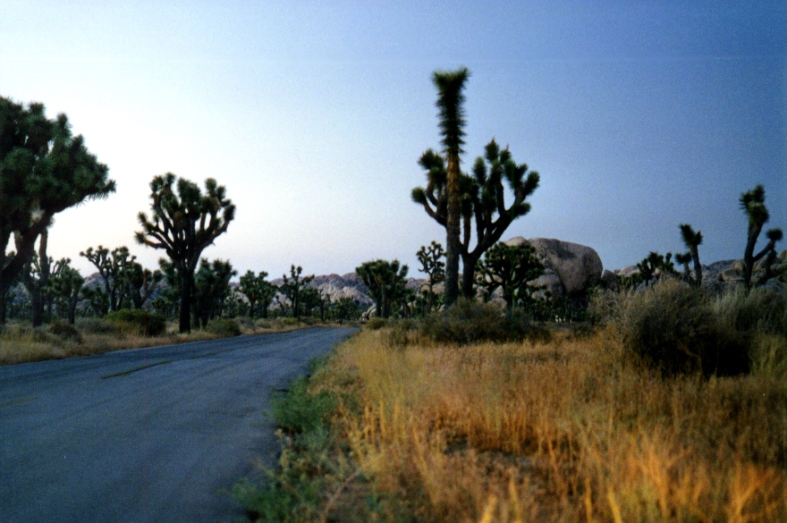 Joshua Tree 8
