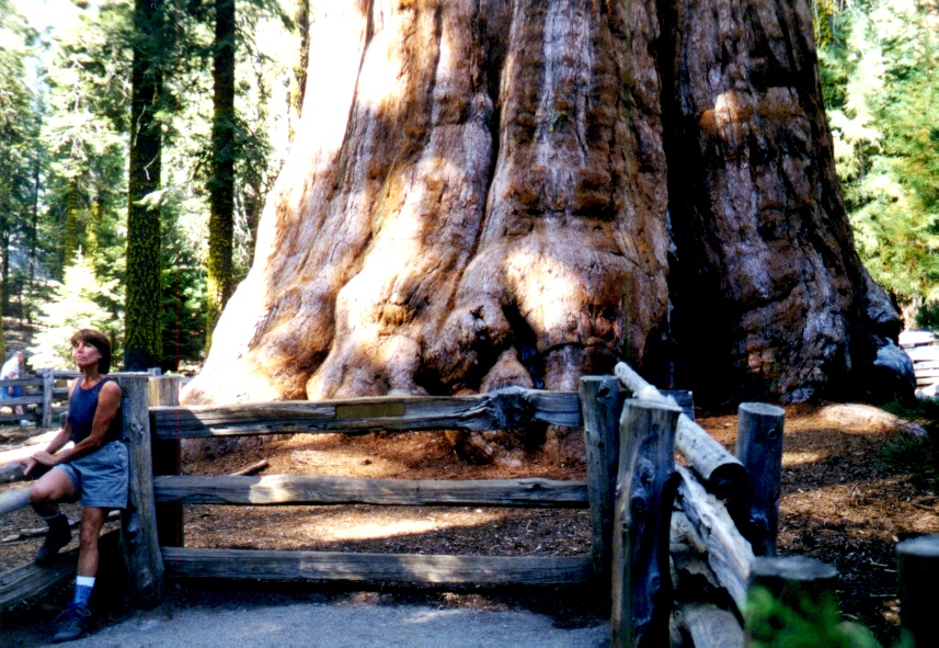Sequoia 5