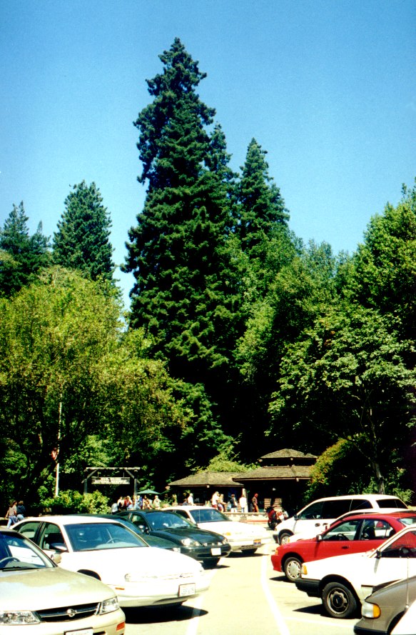 Muir Woods 5