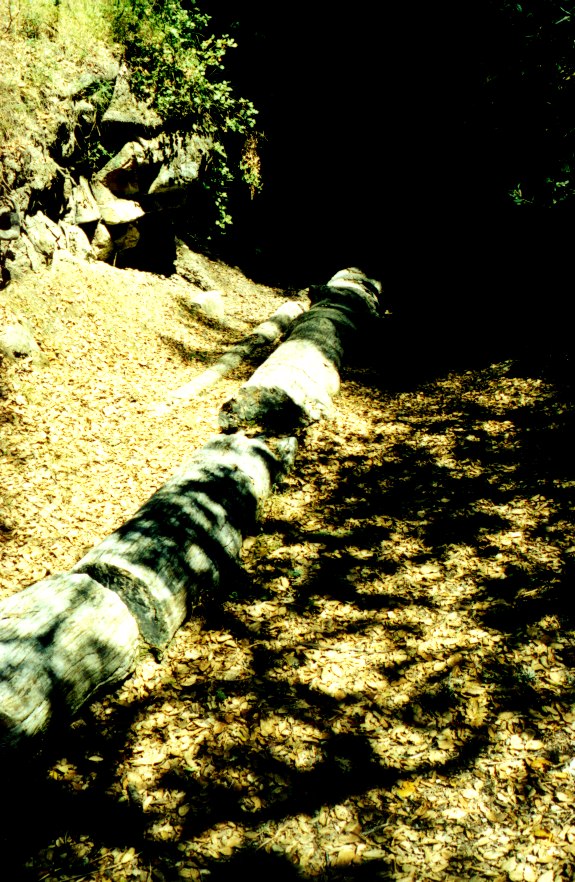 Petrified Forest 2