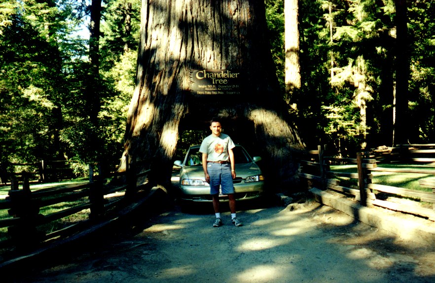 Chandelier Tree 1