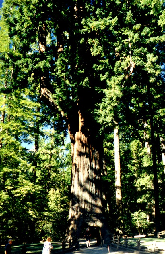 Chandelier Tree 3