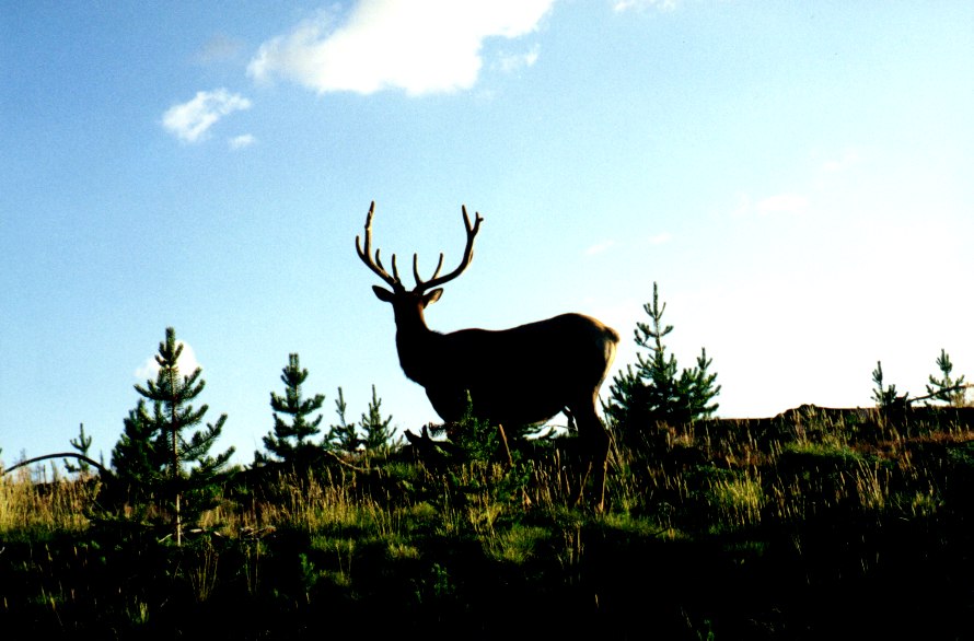 Natur pur 3