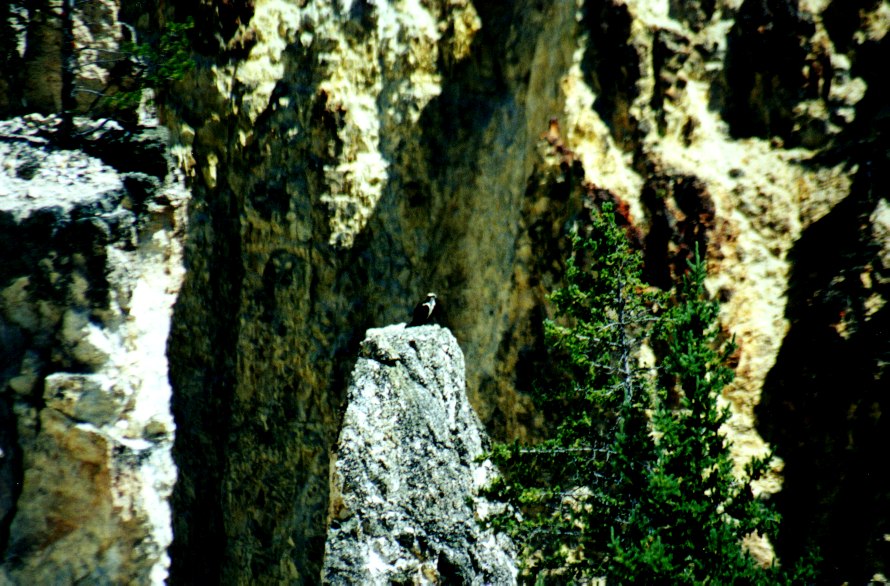 Osprey 1