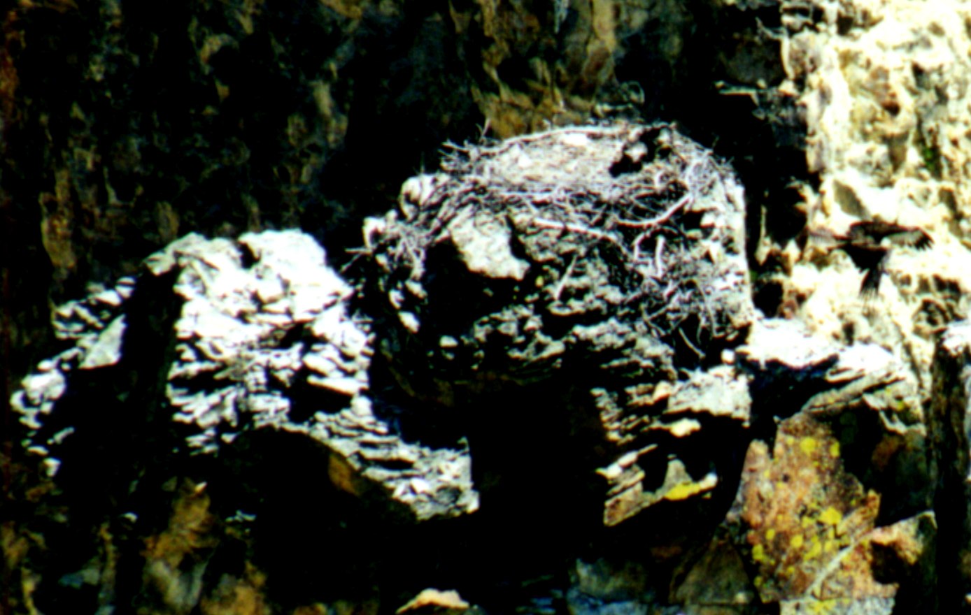 Osprey 3