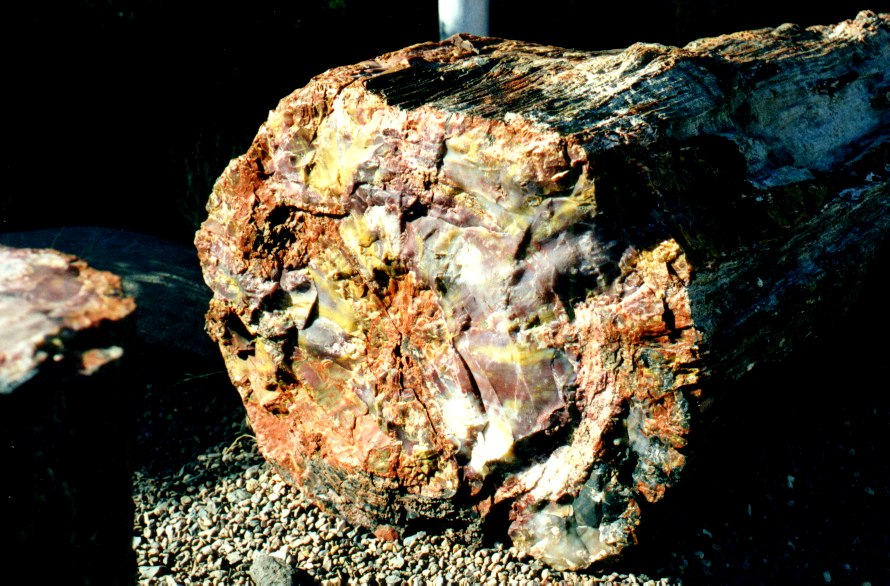 Petrified Forest 2