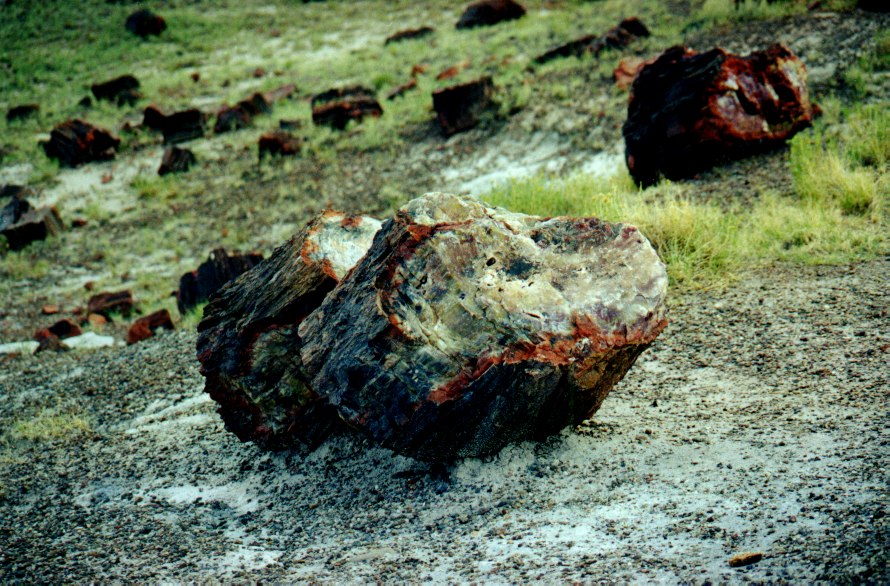 Petrified Forest 3
