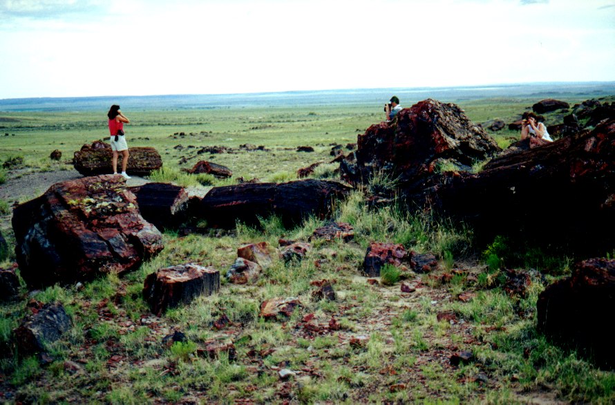 Petrified Forest 4