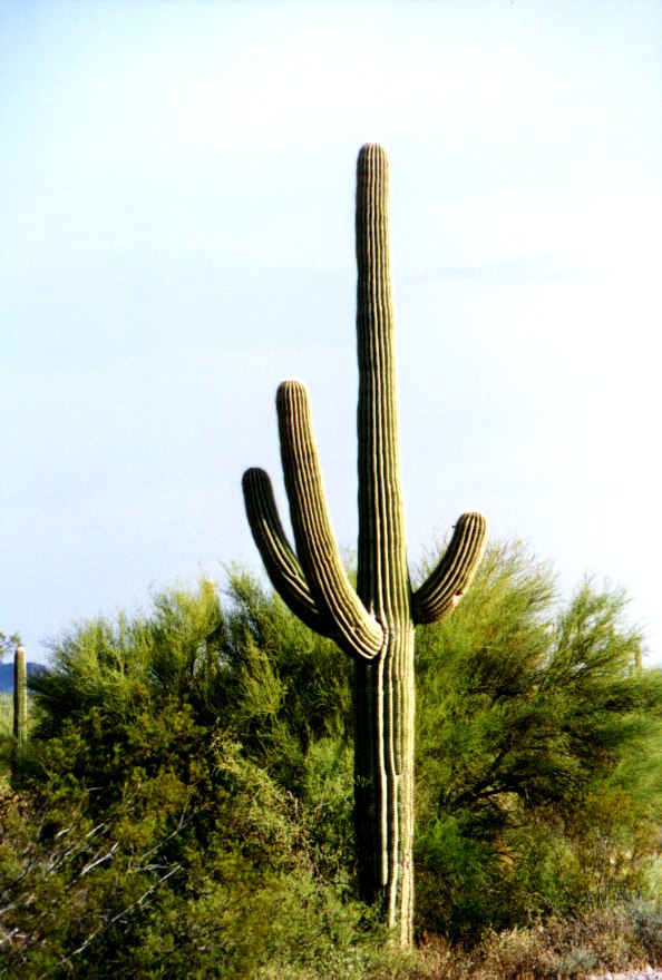 Organ Pipe Cactus 1