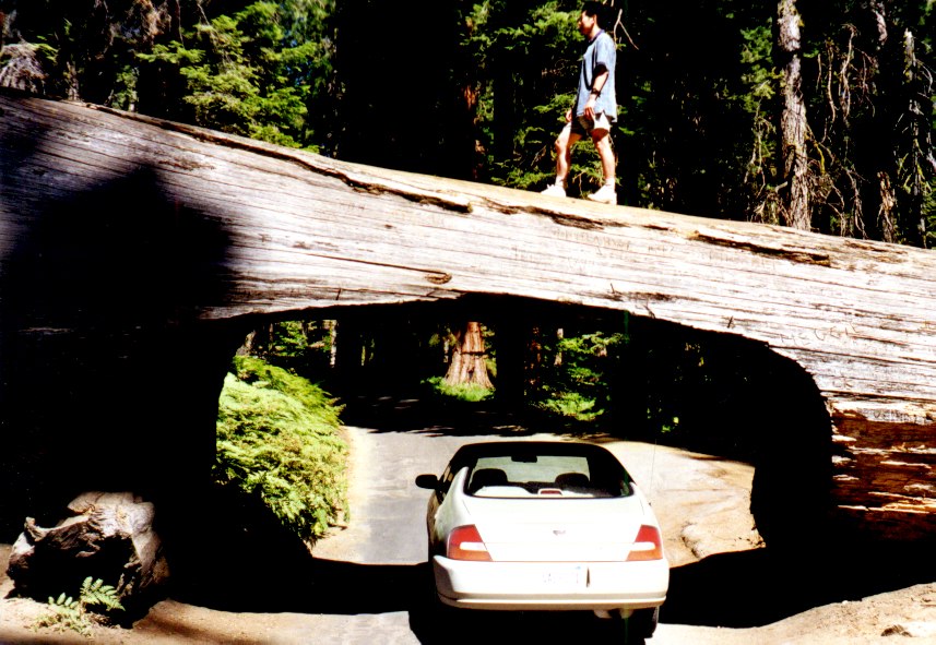 Sequoia 3