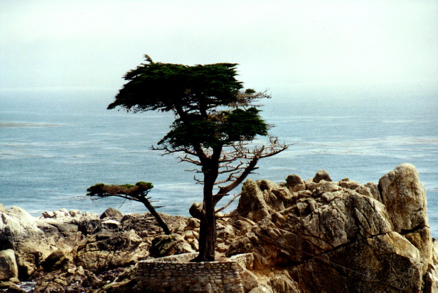 Lone Pine 1