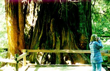 Muir Woods 2