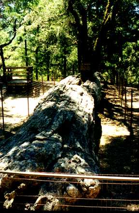 Petrified Forest 1