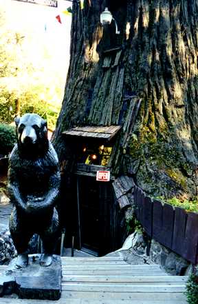 Redwood Tree's 1