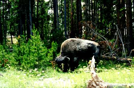 Natur pur 1
