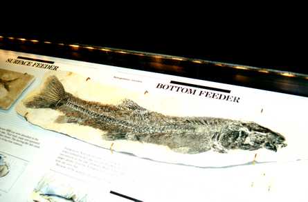 Fossil Butte 1