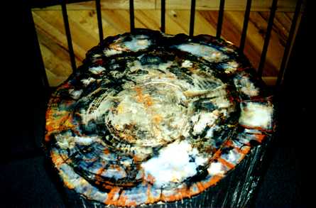 Petrified Forest 5