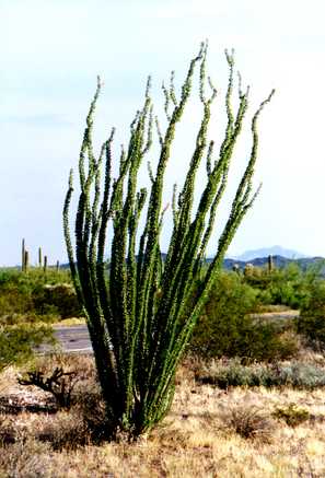 Organ Pipe Cactus 4