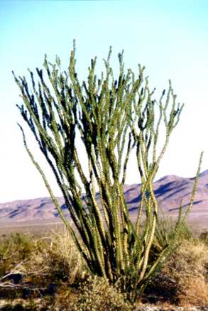 Joshua Tree 4