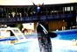 Sea World 8