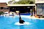 Sea World 6