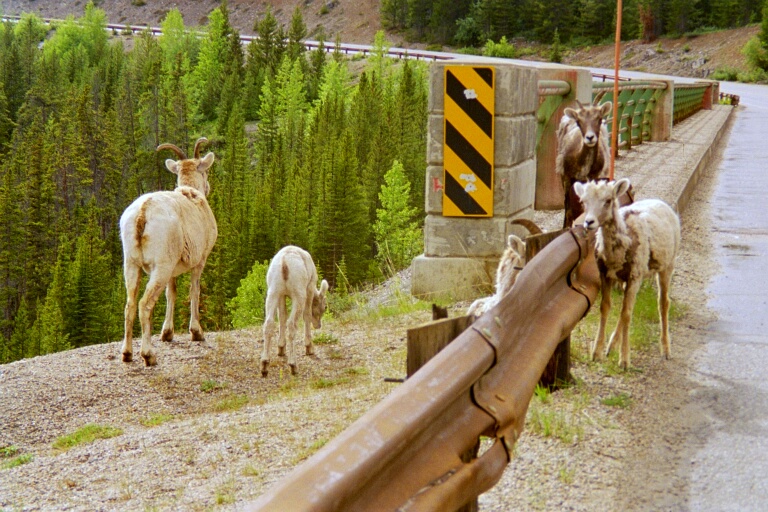 Sunwapta Pass 2