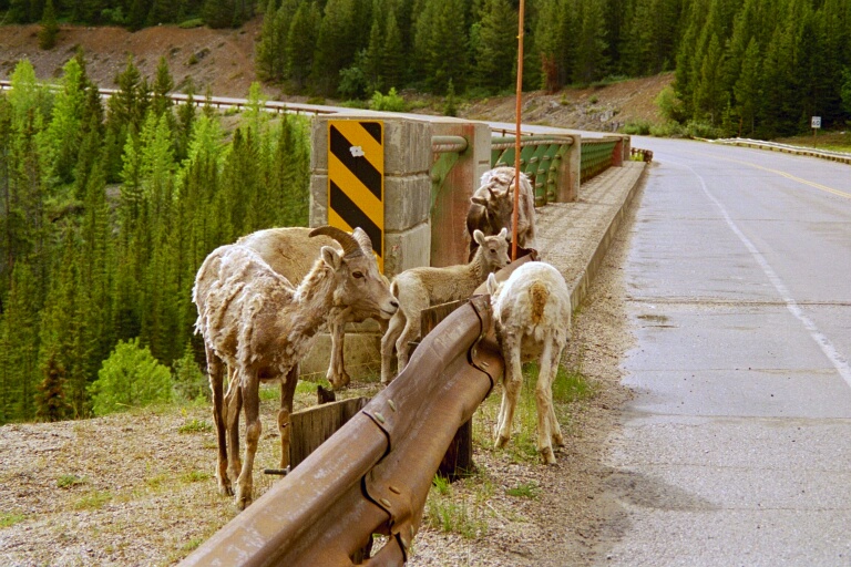Sunwapta Pass 3