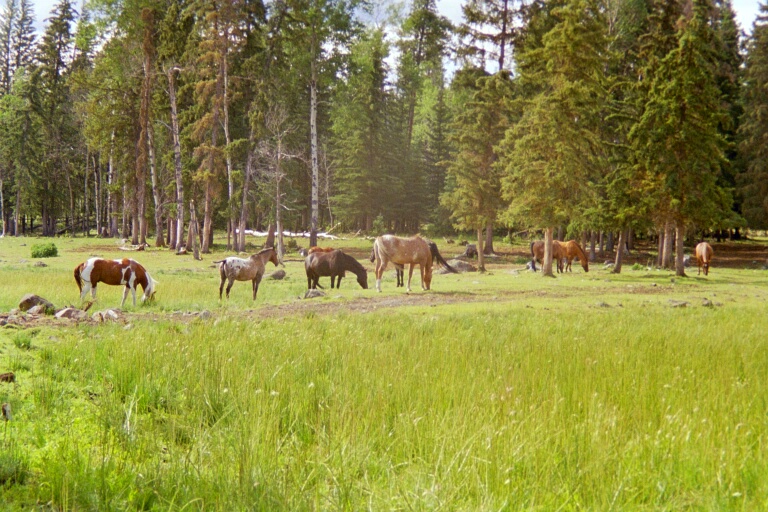 Meadow Springs Ranch 1