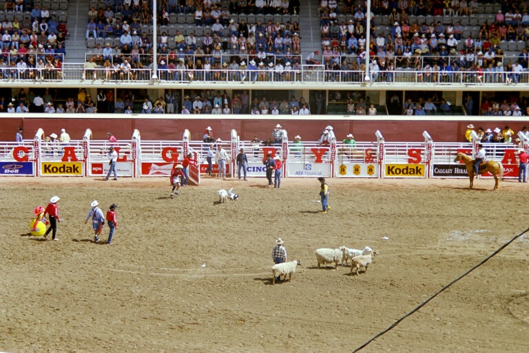 Kids Sheepback Riding 2