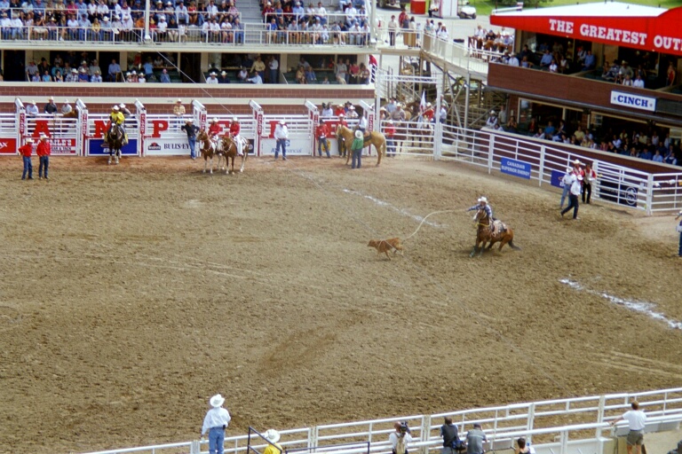 Tie-Down Roping 4