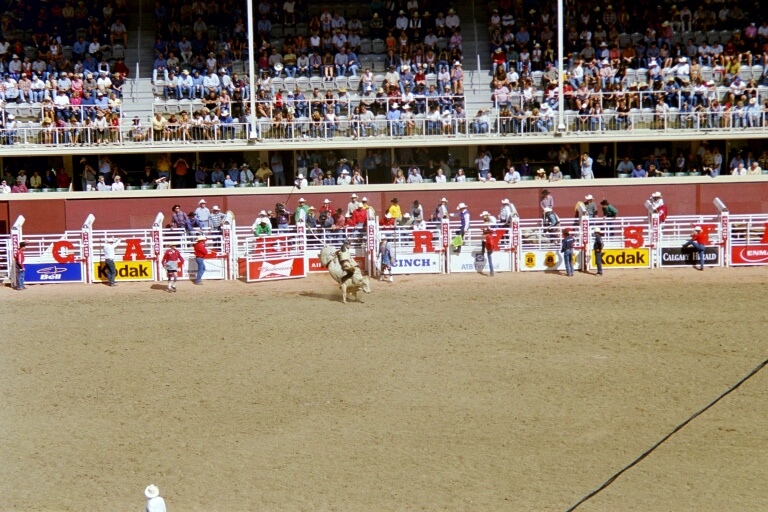 Bull Riding 4