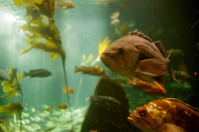 Vancover Aquarium 3