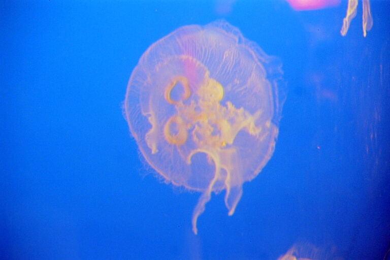 Vancover Aquarium 5