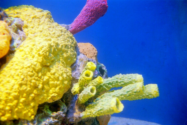 Vancover Aquarium 8
