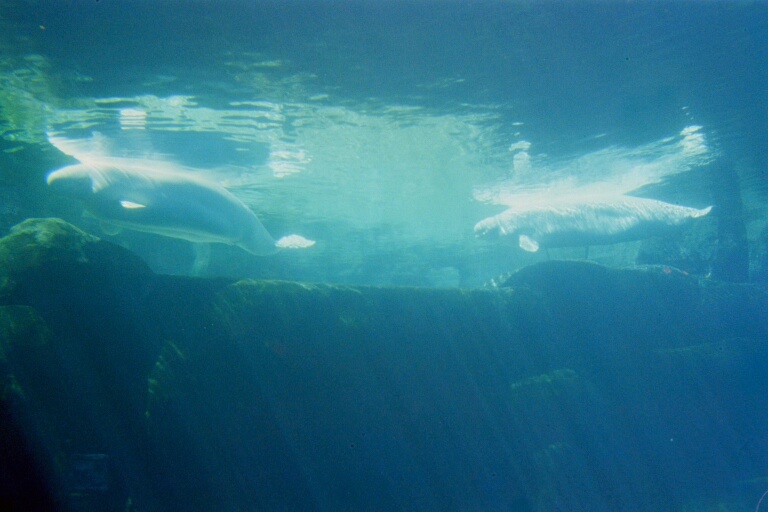 Vancover Aquarium 10