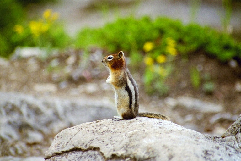 Squirrel 1