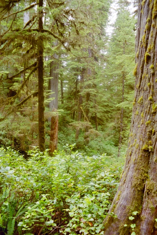 Vancover Island Urwald 5