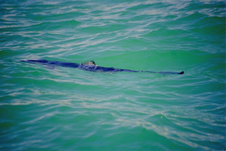 Whalewatching 3