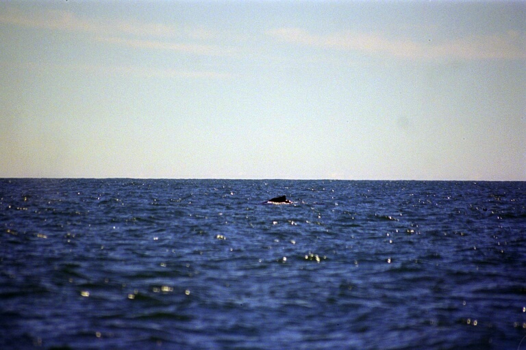 Whalewatching 4