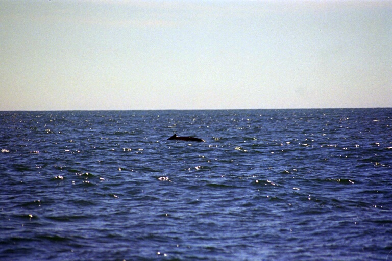 Whalewatching 5
