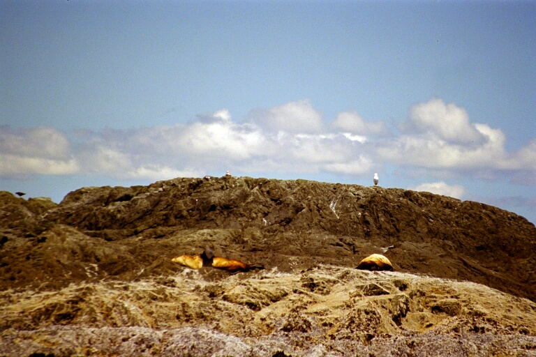 Whalewatching 6