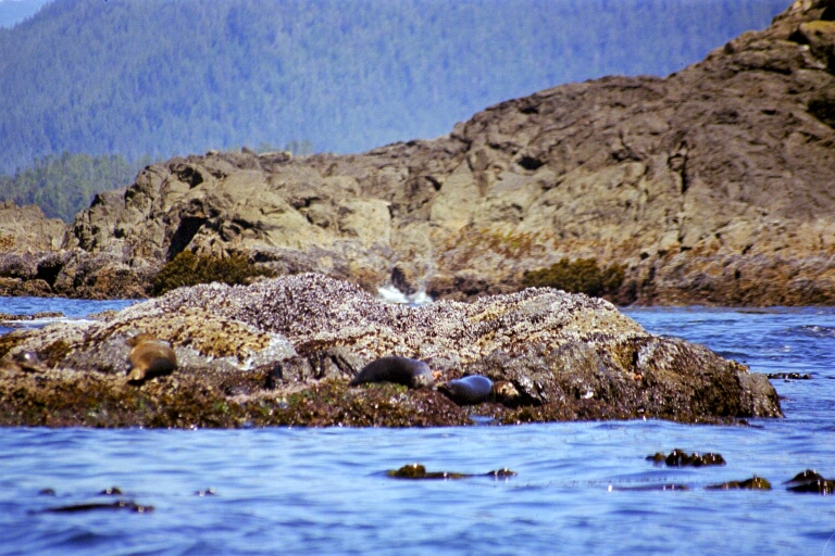 Whalewatching 7