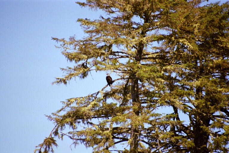 Bald Eagle 1