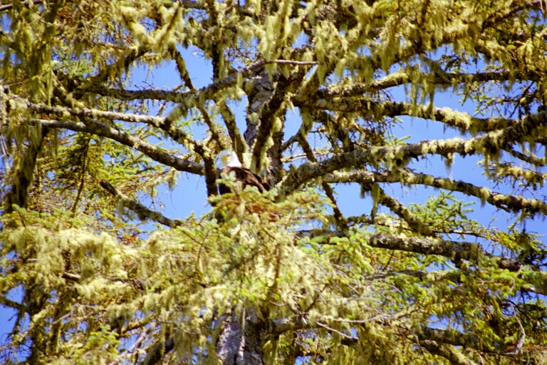 Bald Eagle 2